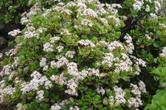Garten 001