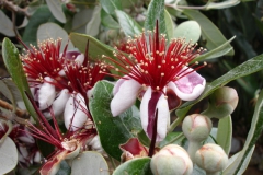 Garten 002