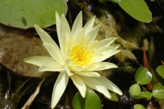 Garten 005