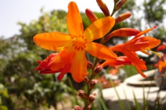 Garten 006