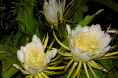 Garten 008