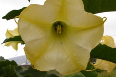Garten 010