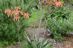 Garten 011