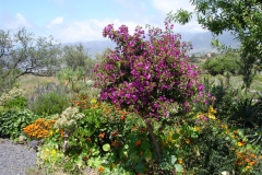 Garten 014