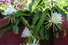 Garten 016