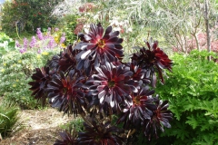 Garten 021