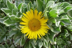 Garten 022