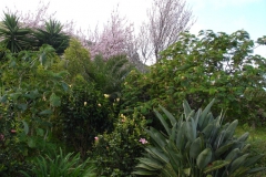 Garten 023