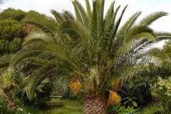 Garten 026