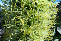 Garten 027
