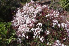 Garten 028