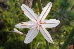 Garten 031
