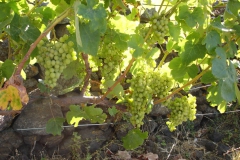 Garten 033