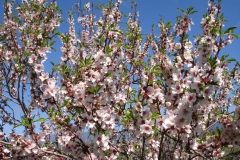 Garten 034