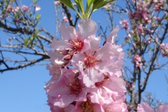 Garten 035