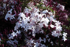 Garten 036