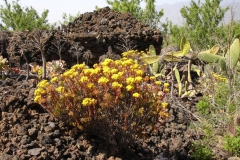 Garten 037