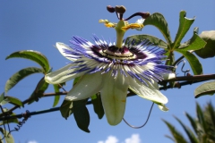 Garten 038